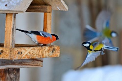 За время зимних учётов в Национальном парке «Себежский» и на сопредельных с ним территориях удалось зарегистрировать 45 видов зимующих птиц