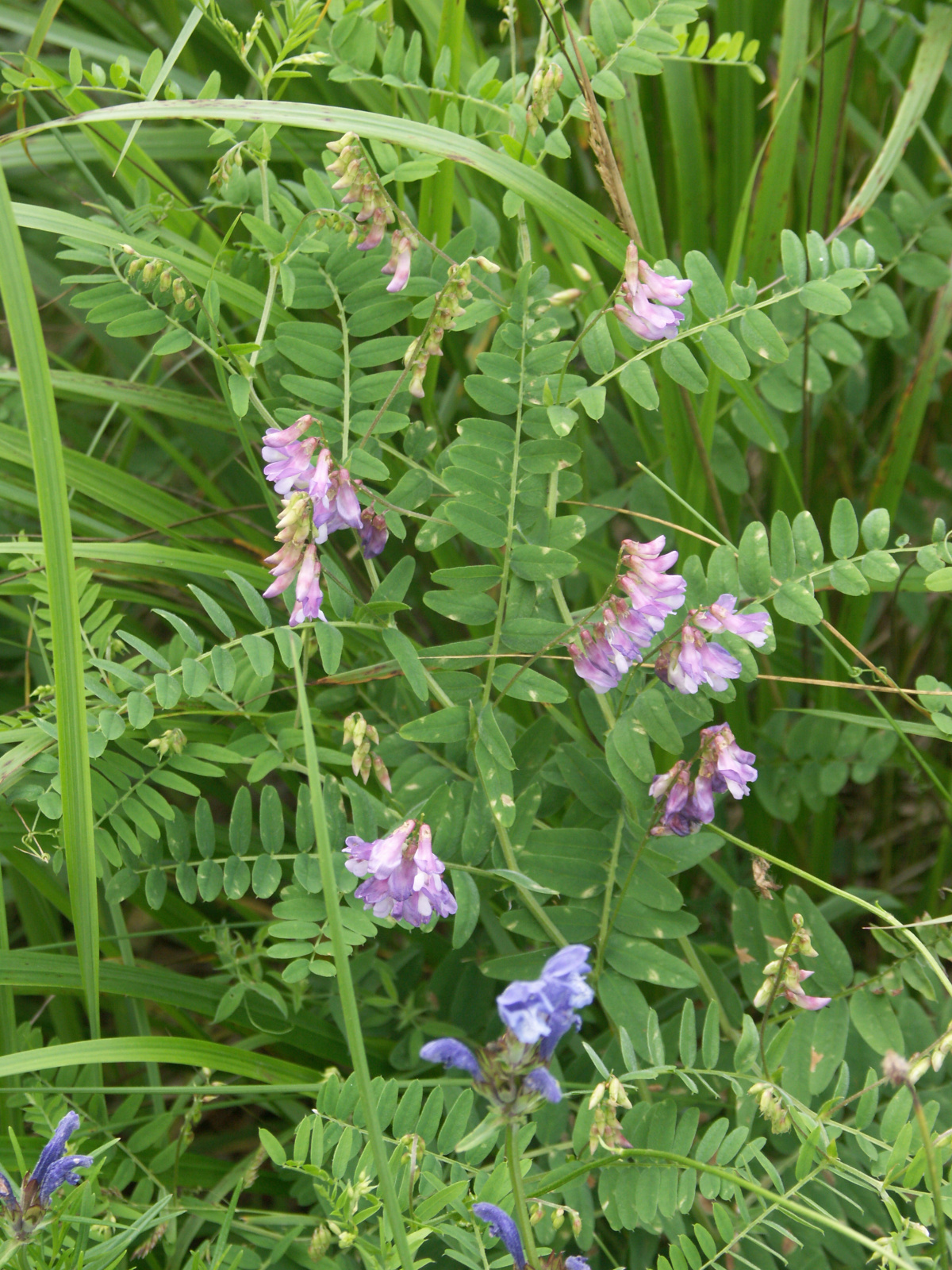 Горошек кашубский (Vicia cassubica L.) – вид из семейства Бобовых, занесенный в Красную книгу Псковской области.