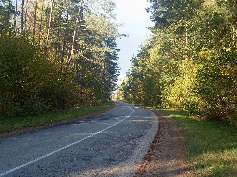 на территории лесничества "Национальный парк "Себежский" будет проводится выборочная санитарная рубка аварийных деревьев 