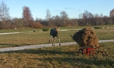 Живет лосенок в Ремдовском заказнике