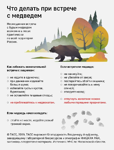 Что делать при встрече с медведем